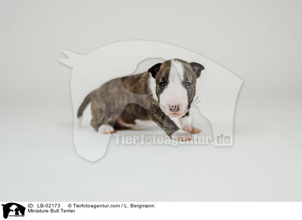 Miniatur Bullterrier / Miniature Bull Terrier / LB-02173