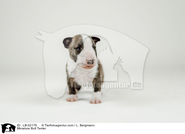 Miniature Bull Terrier / LB-02176
