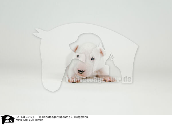 Miniatur Bullterrier / Miniature Bull Terrier / LB-02177