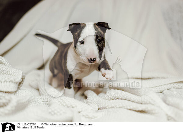 Miniature Bull Terrier / LB-02261