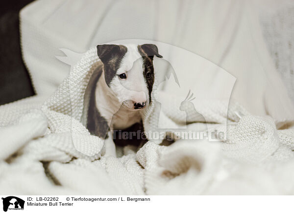 Miniature Bull Terrier / LB-02262