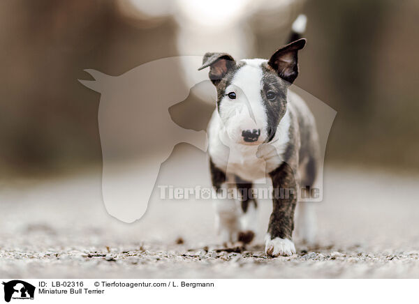 Miniature Bull Terrier / LB-02316