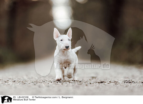 Miniatur Bullterrier / Miniature Bull Terrier / LB-02336