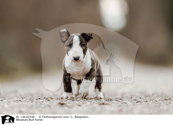 Miniature Bull Terrier / LB-02338