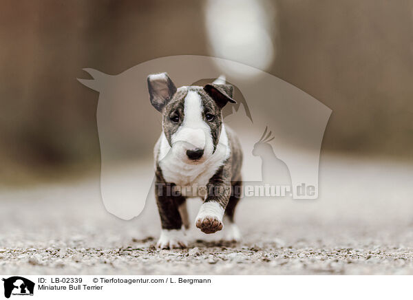 Miniatur Bullterrier / Miniature Bull Terrier / LB-02339