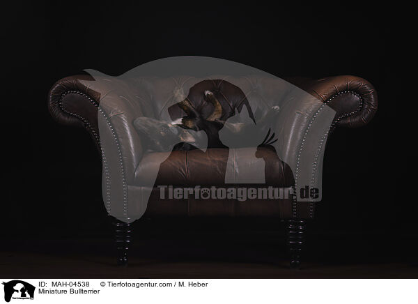 Miniature Bullterrier / Miniature Bullterrier / MAH-04538