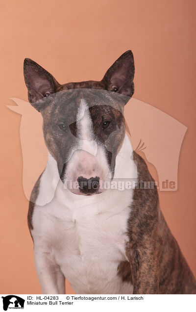Miniatur Bullterrier / Miniature Bull Terrier / HL-04283