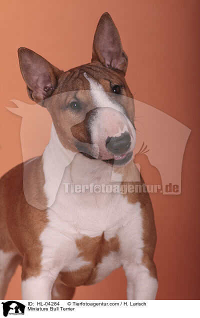 Miniatur Bullterrier / Miniature Bull Terrier / HL-04284