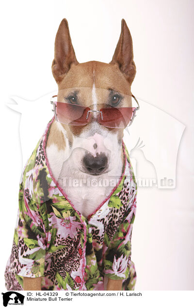 Miniatur Bullterrier / Miniature Bull Terrier / HL-04329
