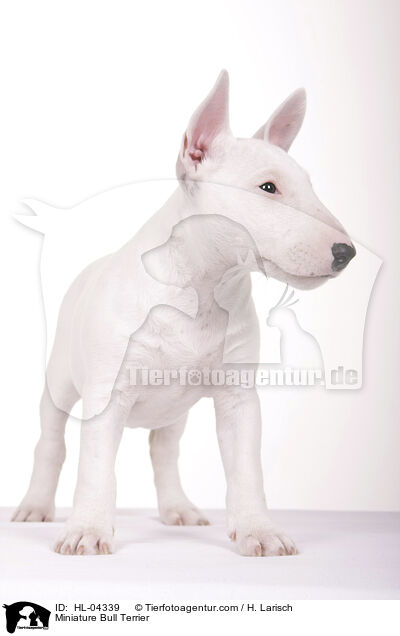 Miniatur Bullterrier / Miniature Bull Terrier / HL-04339