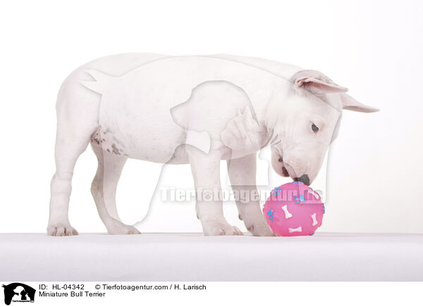 Miniatur Bullterrier / Miniature Bull Terrier / HL-04342