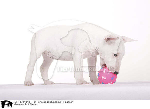 Miniatur Bullterrier / Miniature Bull Terrier / HL-04343