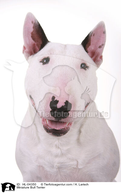 Miniatur Bullterrier / Miniature Bull Terrier / HL-04350