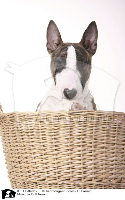 Miniatur Bullterrier / Miniature Bull Terrier / HL-04362