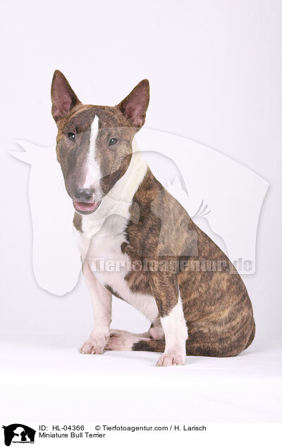 Miniatur Bullterrier / Miniature Bull Terrier / HL-04366