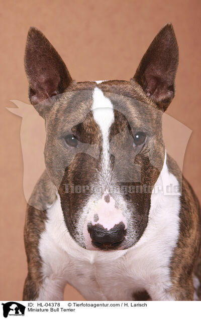 Miniatur Bullterrier / Miniature Bull Terrier / HL-04378