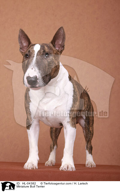 Miniatur Bullterrier / Miniature Bull Terrier / HL-04382