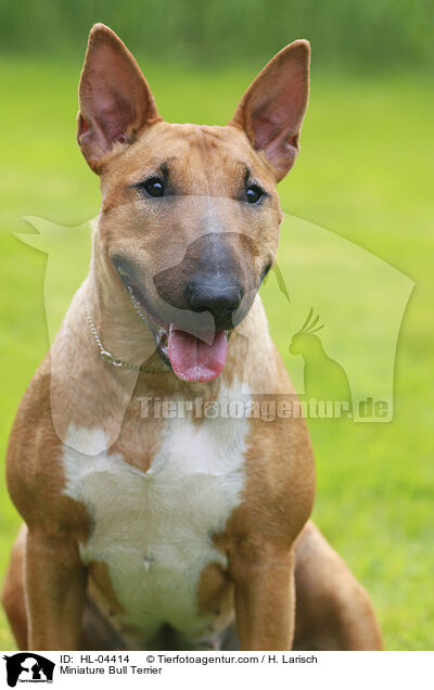 Miniatur Bullterrier / Miniature Bull Terrier / HL-04414