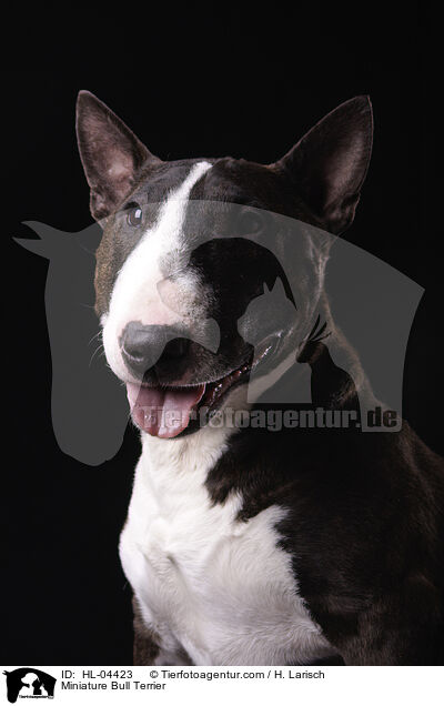 Miniatur Bullterrier / Miniature Bull Terrier / HL-04423