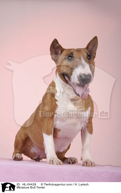 Miniatur Bullterrier / Miniature Bull Terrier / HL-04428