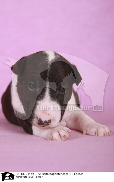 Miniatur Bullterrier / Miniature Bull Terrier / HL-04466