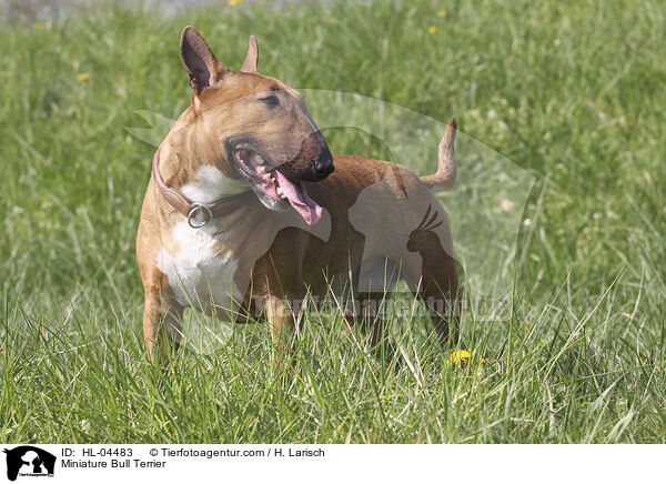 Miniatur Bullterrier / Miniature Bull Terrier / HL-04483