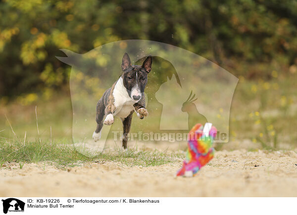 Miniatur Bullterrier Welpe / Miniature Bull Terrier / KB-19226