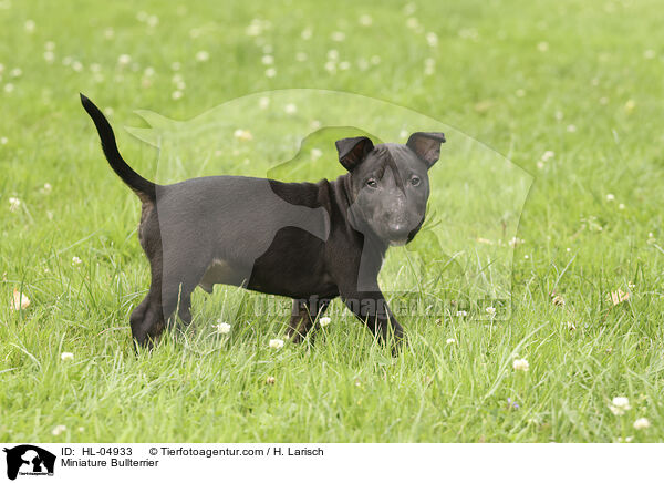 Miniatur Bullterrier / Miniature Bullterrier / HL-04933