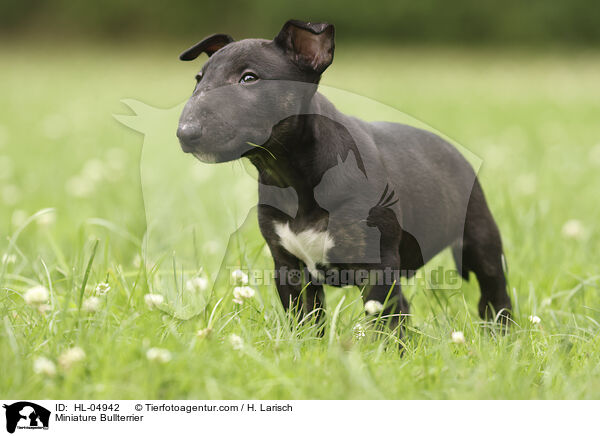 Miniatur Bullterrier / Miniature Bullterrier / HL-04942