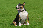 Miniature Bullterrier