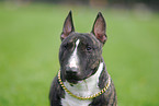 Miniature Bullterrier