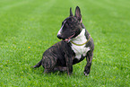 Miniature Bullterrier