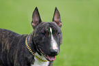 Miniature Bullterrier