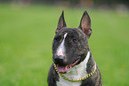 Miniature Bullterrier