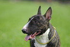 Miniature Bullterrier