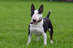 Miniature Bullterrier