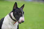 Miniature Bullterrier