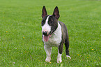 Miniature Bullterrier