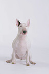 Miniature Bullterrier