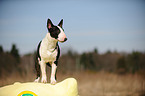 Miniature Bullterrier