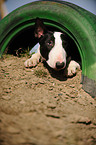 Miniature Bullterrier