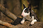 Miniature Bullterrier