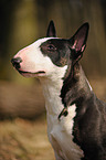 Miniature Bullterrier Portrait