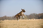 jumping Miniature Bullterrier