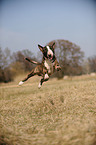 jumping Miniature Bullterrier