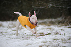 running Miniature Bullterrier