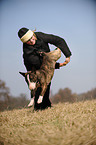 Miniature Bullterrier shows dog dance