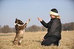 Miniature Bullterrier shows trick