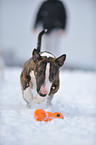 playing Miniature Bullterrier