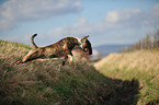 jumping Miniature Bullterrier